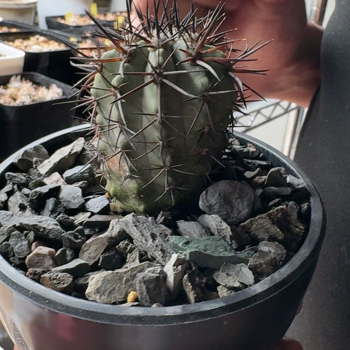 【闪购商品】实生帝冠龙哈哈哈