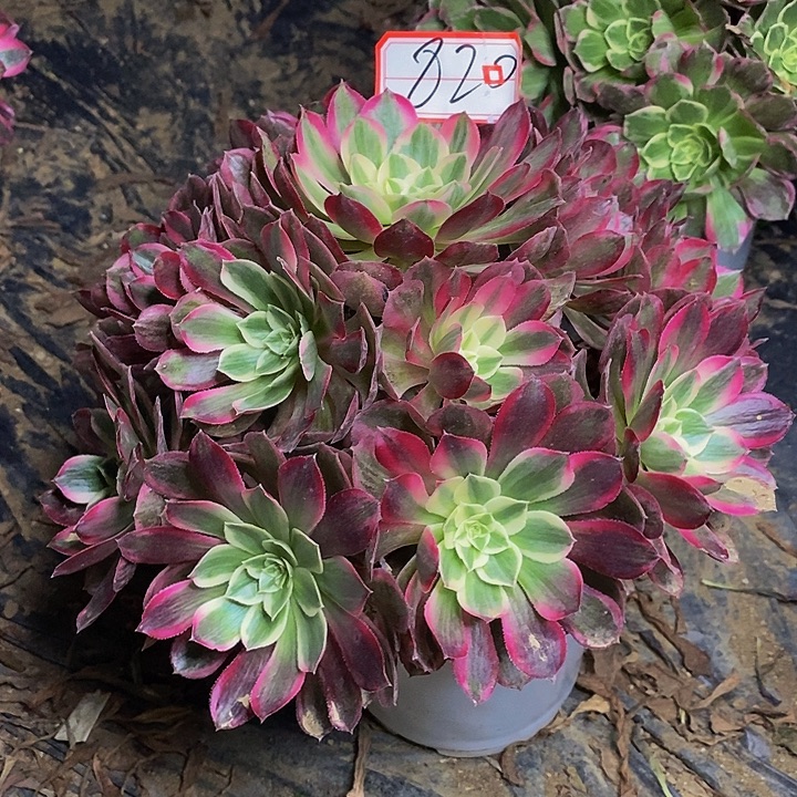 孔雀翎老桩捧花820号