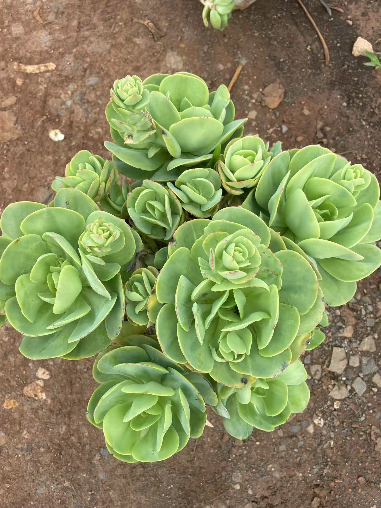 碧桃  新手必拍 好看好养 多肉植物云南昆明发货