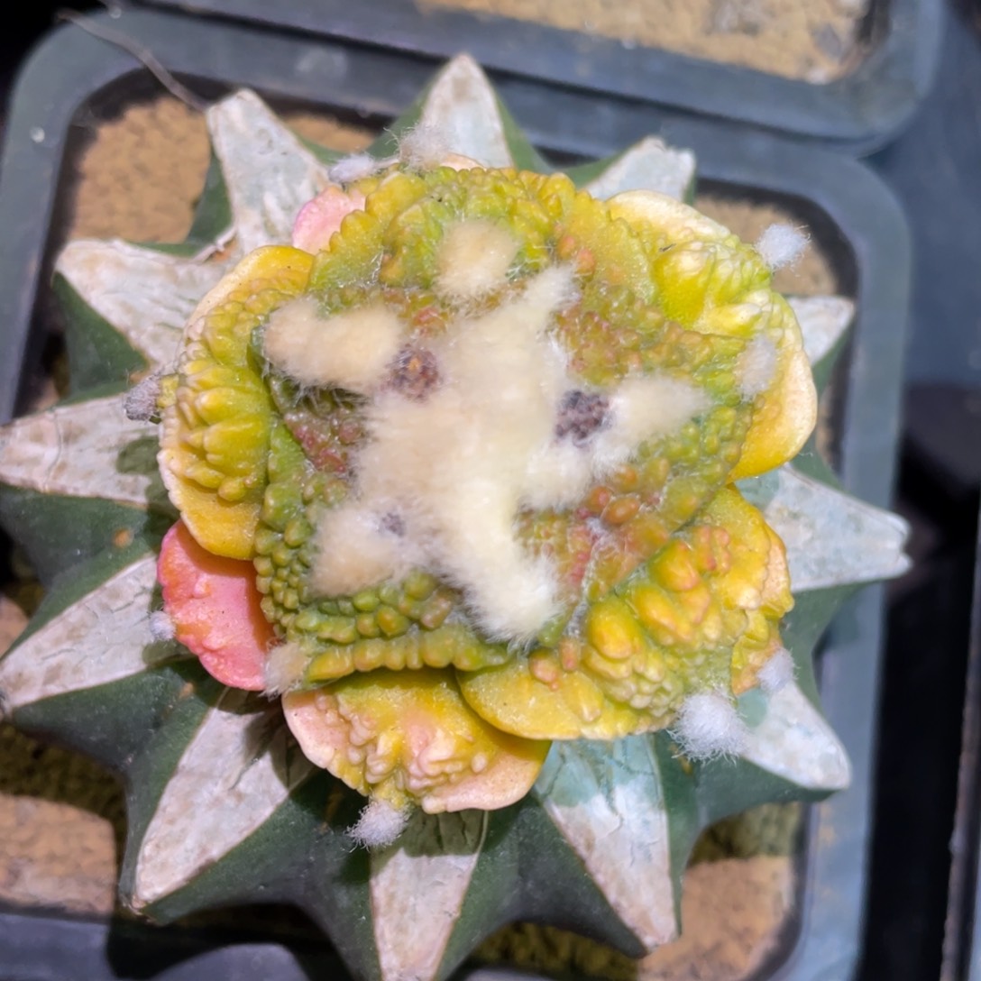 精选大型炸犹菜花牡丹锦 仙人球