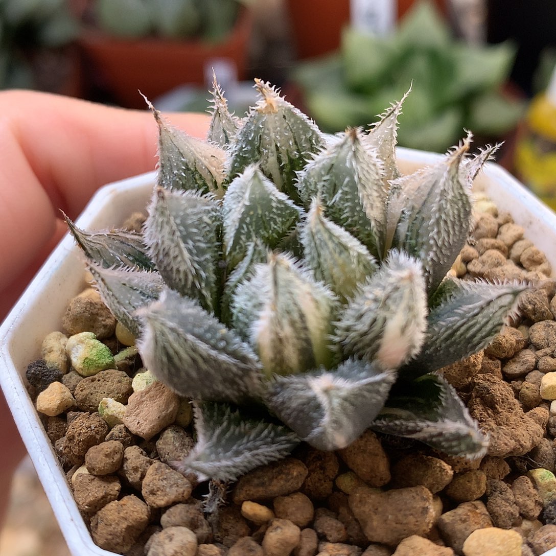 绘卷锦带盆土发货