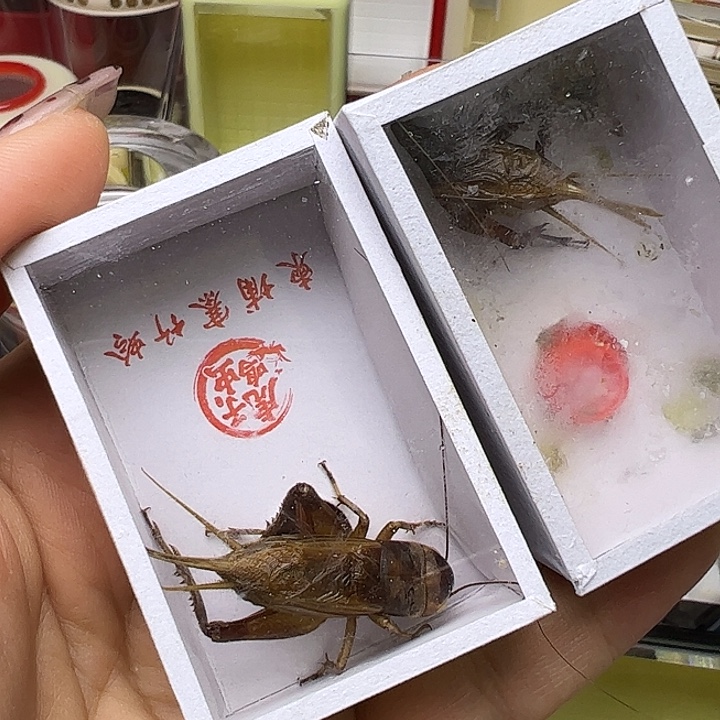 蟋蟀哈哈哈哈哈哈哈刚刚好