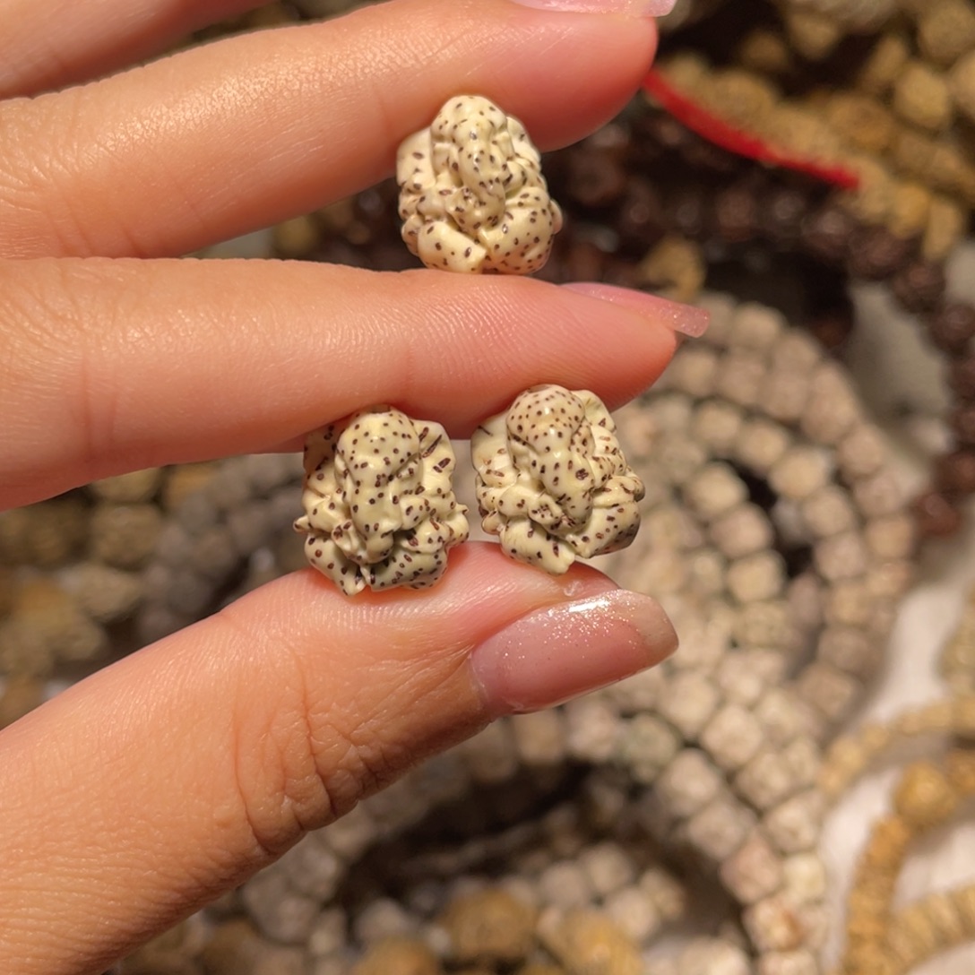 星月菩提吊坠炸！象神单颗原生态