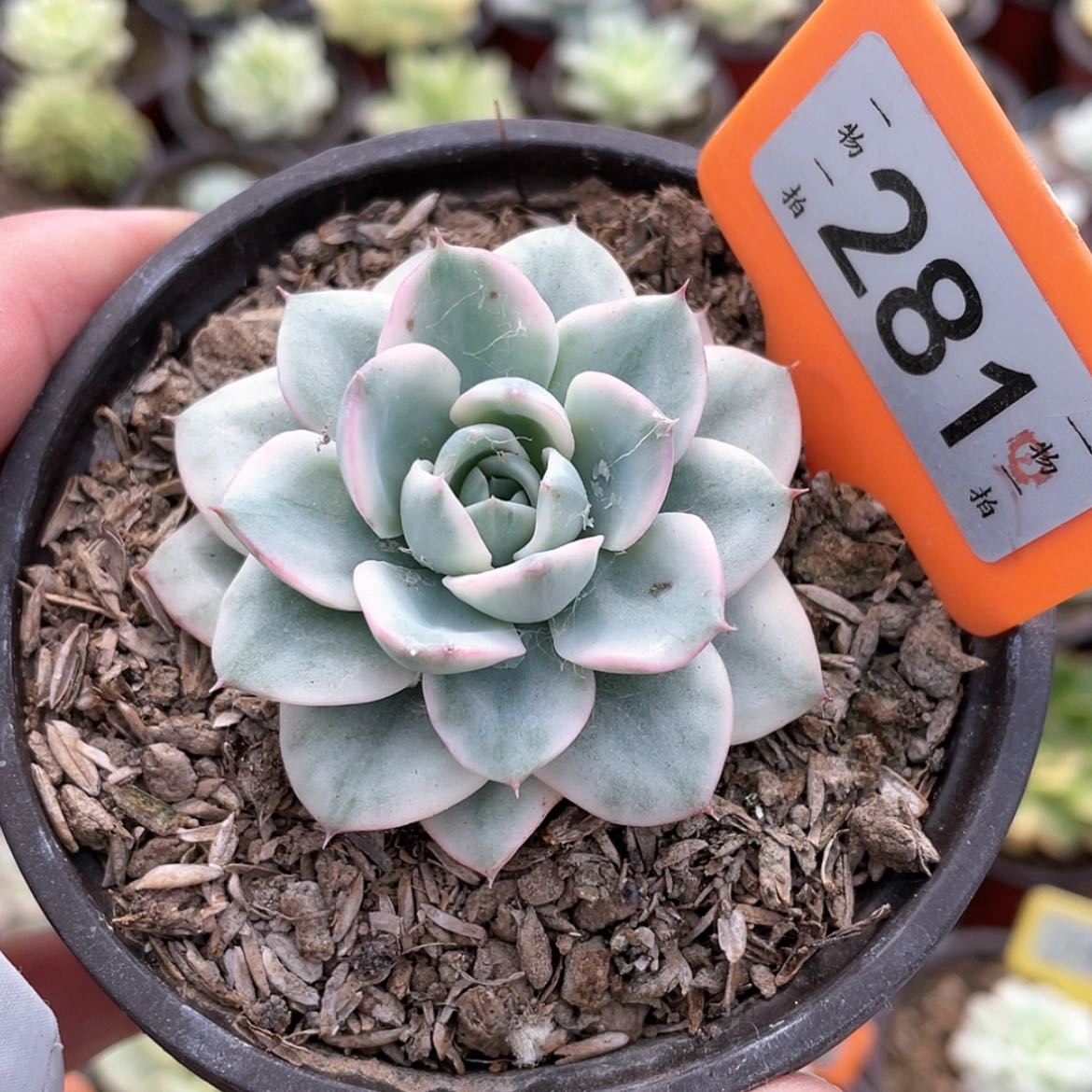 【闪购商品】无花朵281号