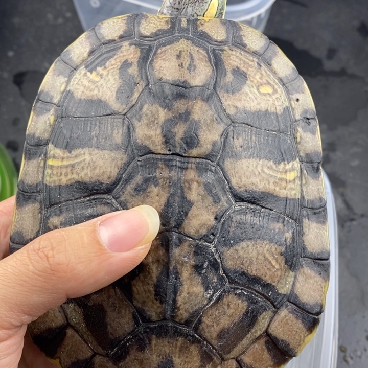 巴西彩龟母6666666