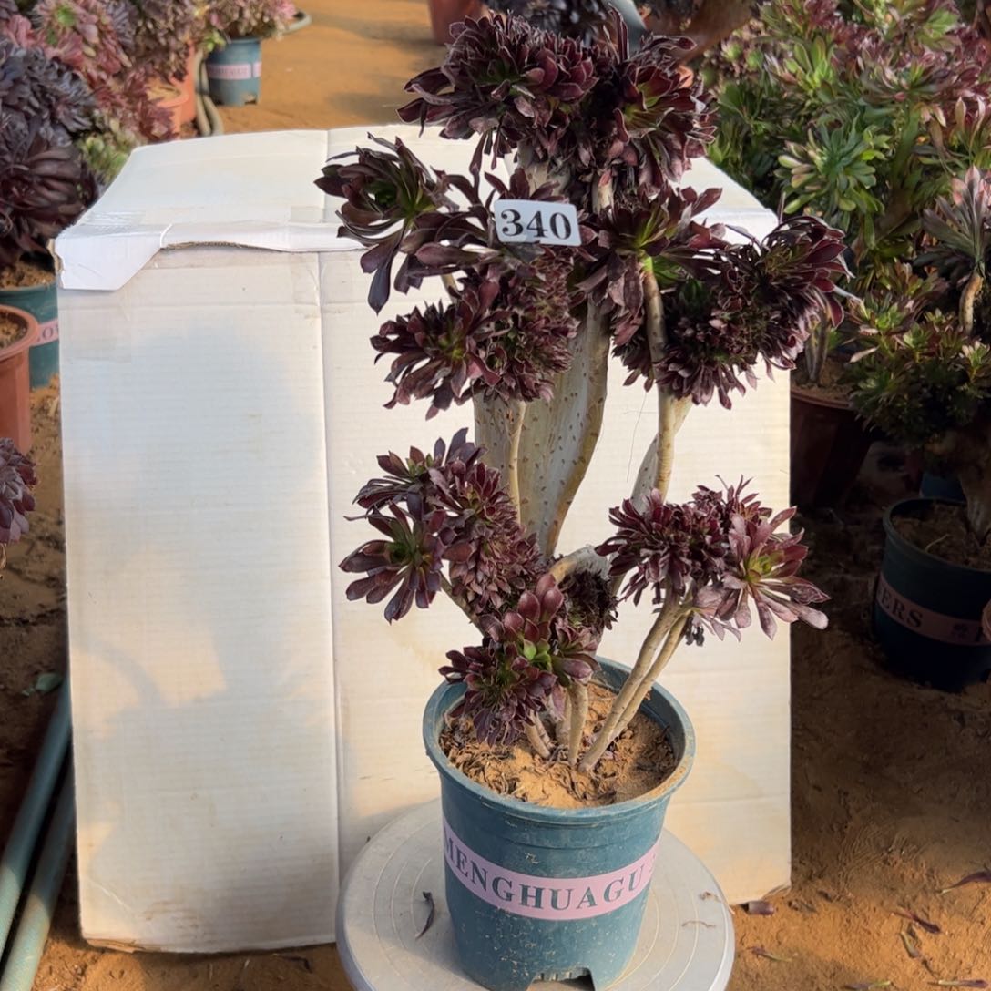 有伤黑缀340高40