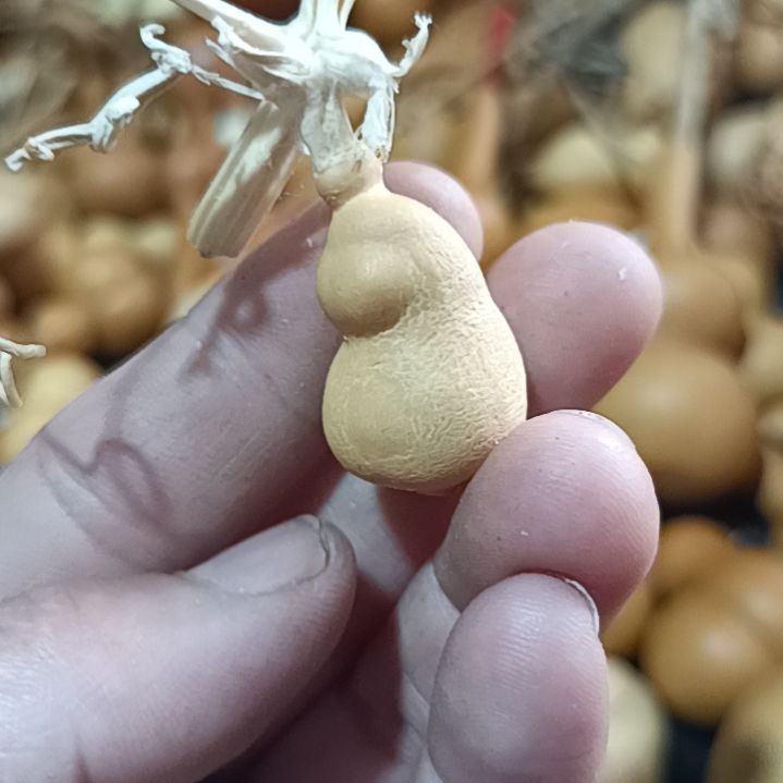 ?****r葫芦好看葫芦，我找下哈，