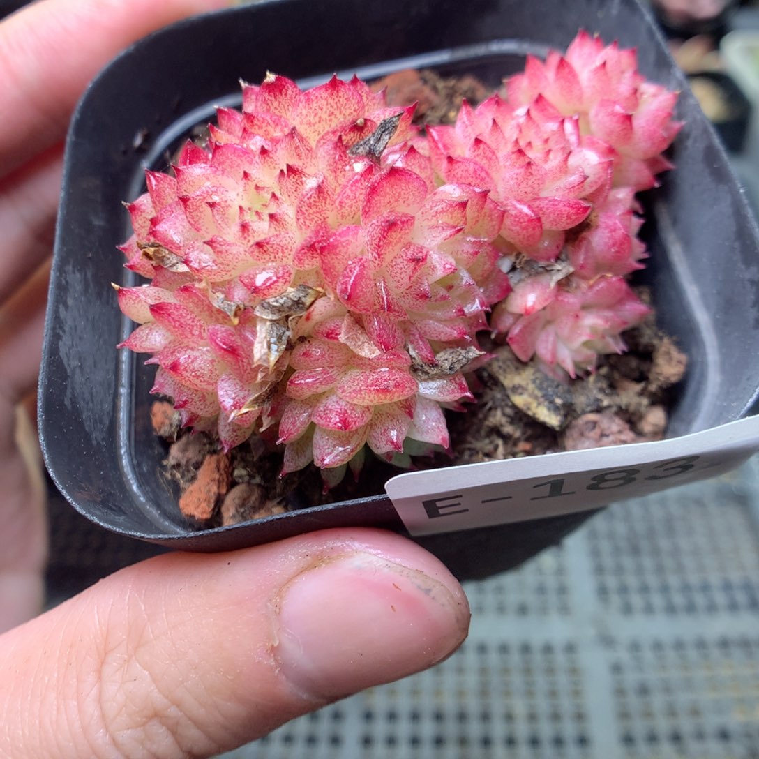 E183y y y y y y y y