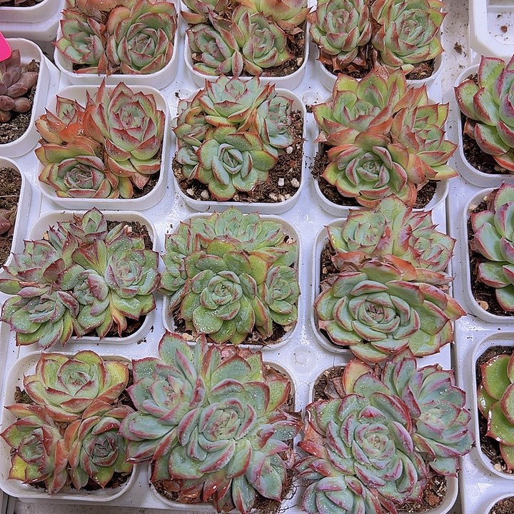 侧影群19包邮多肉植物