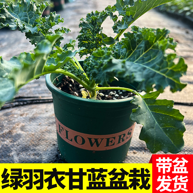 【盆栽】绿色羽衣甘蓝秧苗耐寒高产秧苗观赏食用超级蔬菜蔬菜秧苗