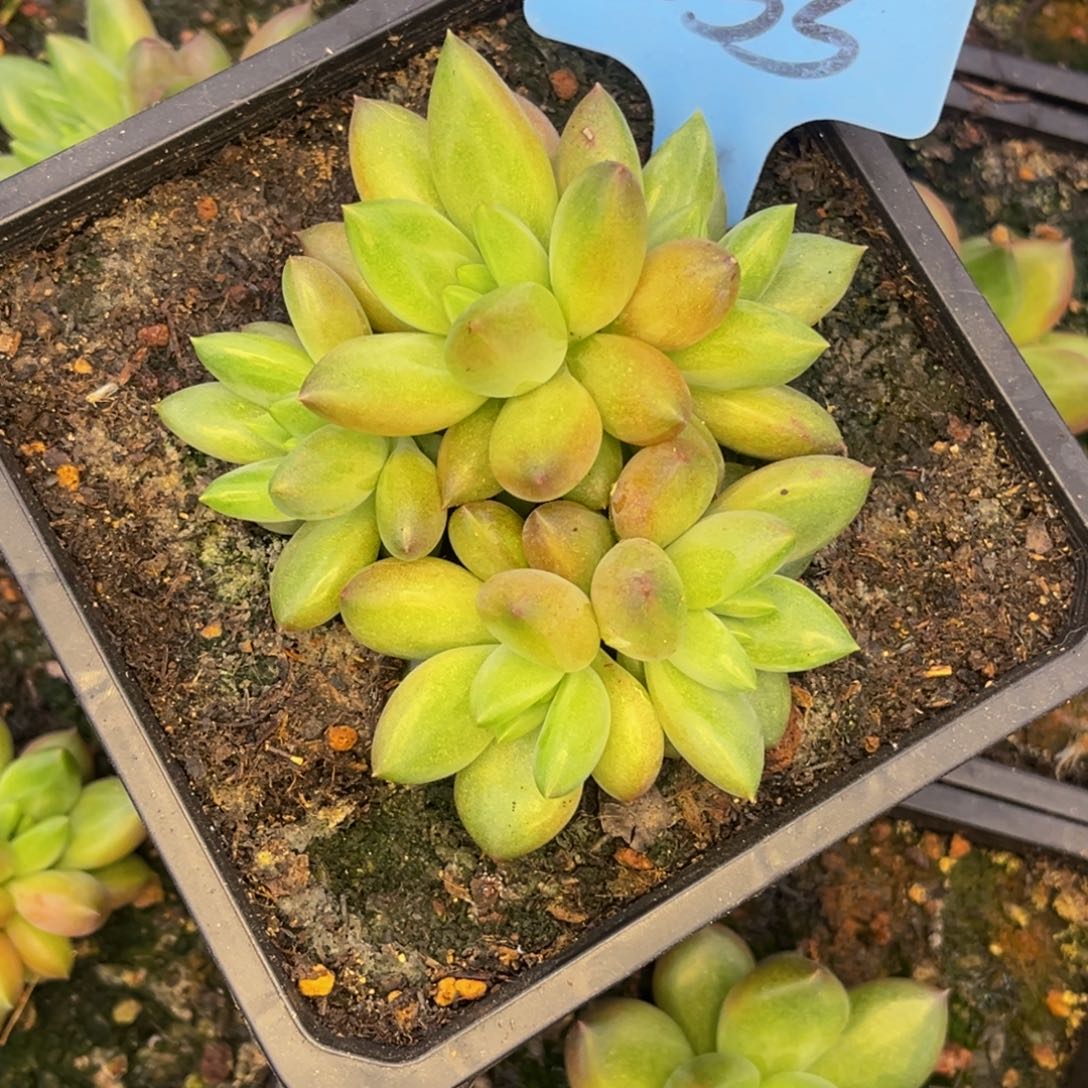壹***二0033号早上多肉植物群生多肉植物