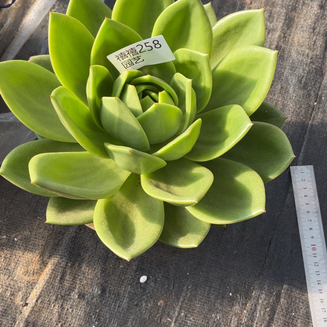 麻***啵258翠花多肉植物……