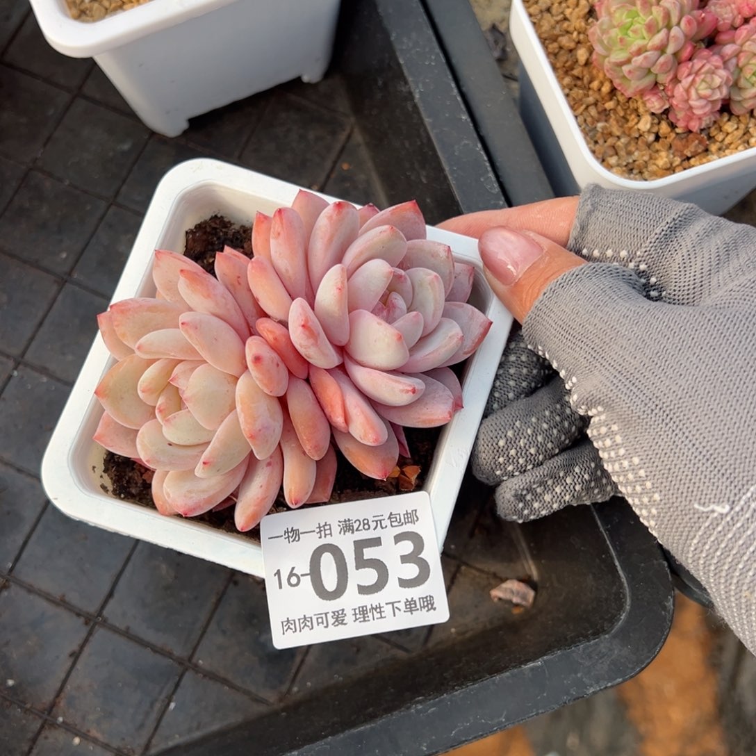 橙梦露多肉多肉多肉