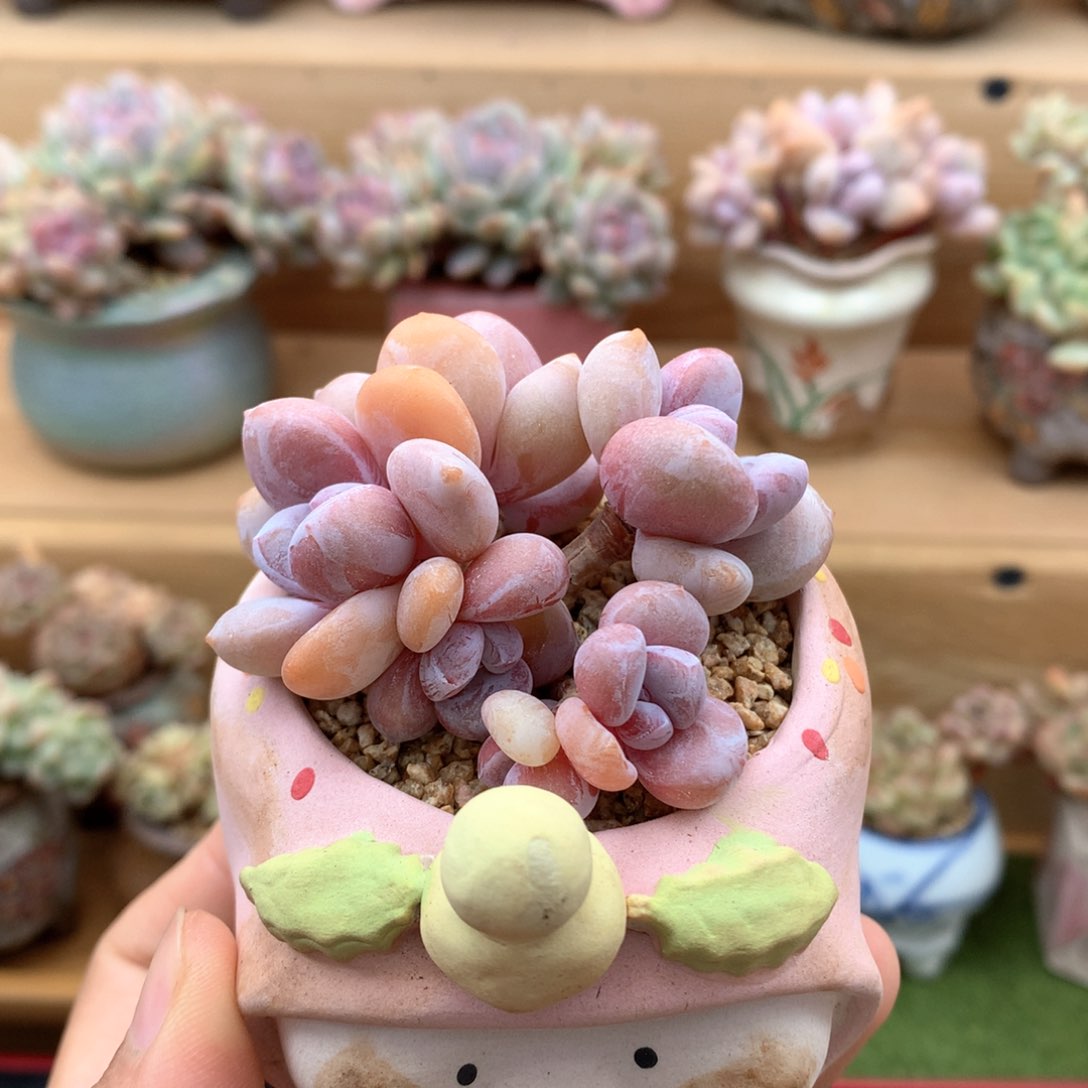 小粉兔整群满68包邮