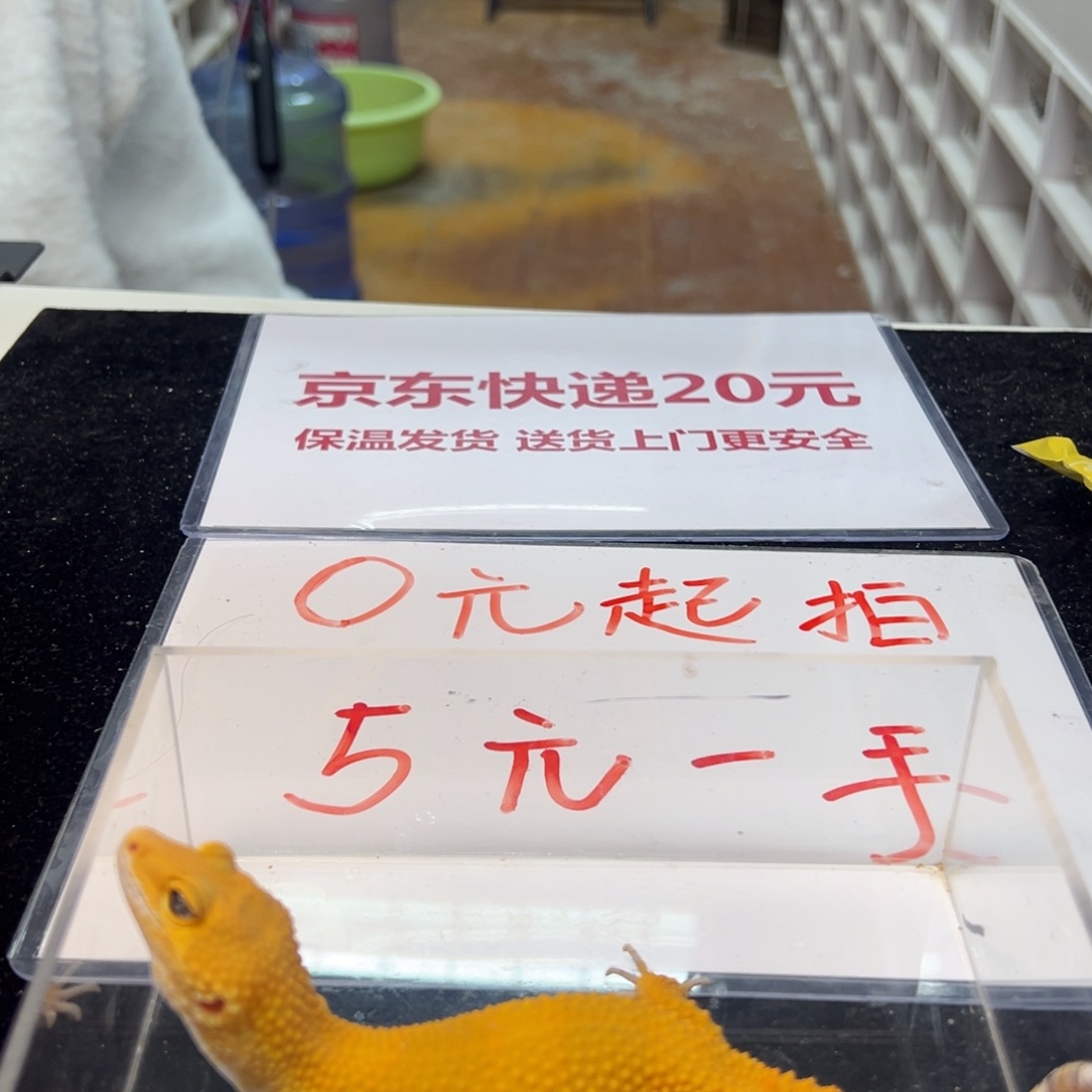 豹纹守宫哈哈哈姐姐