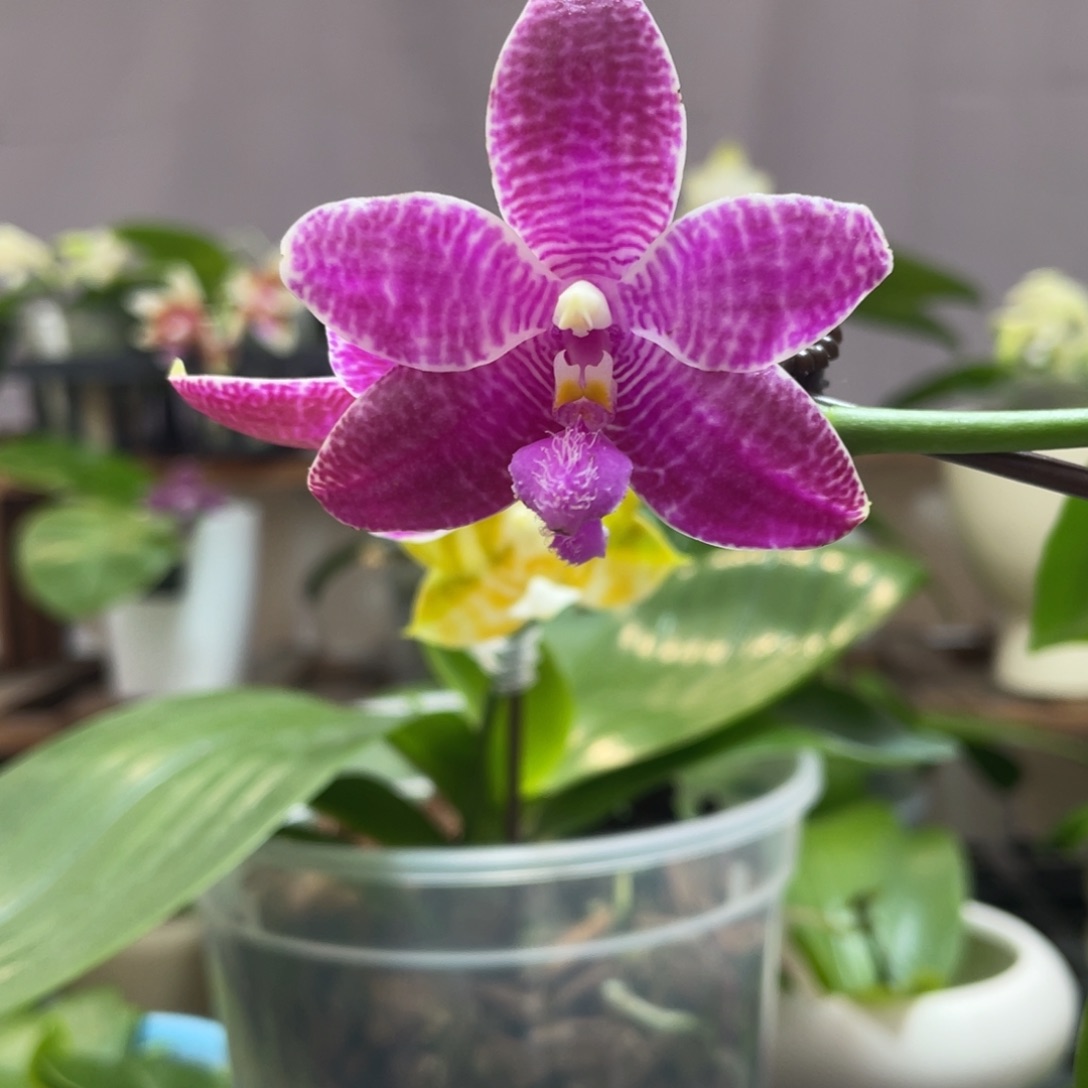 完全开放02叶瑕花期不保
