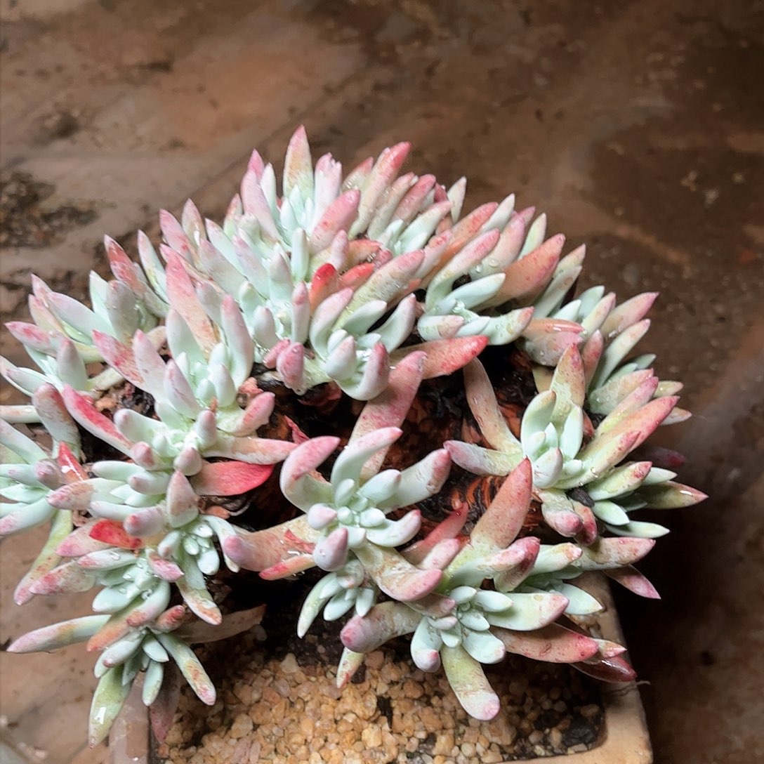 8759雪花仙女杯多肉