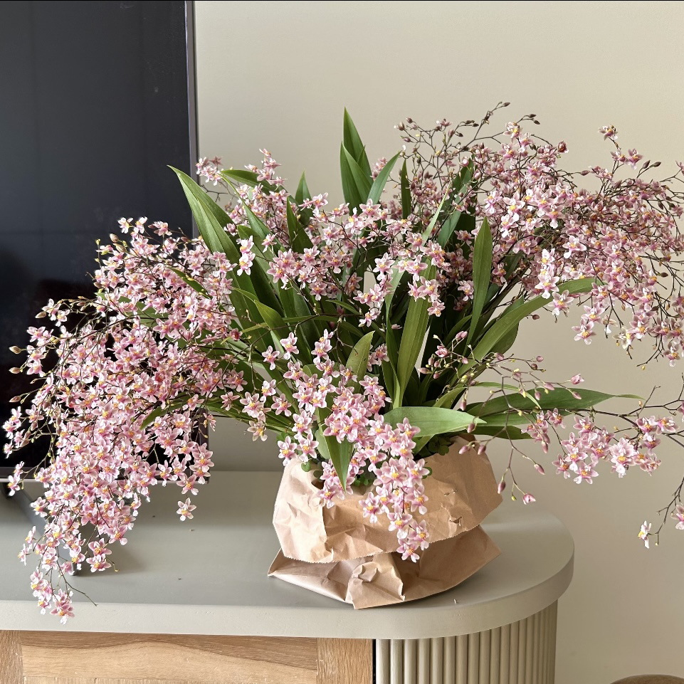 【粉色梦香兰】梦香兰（15支以上）多年生室内阳台易养护清香花卉