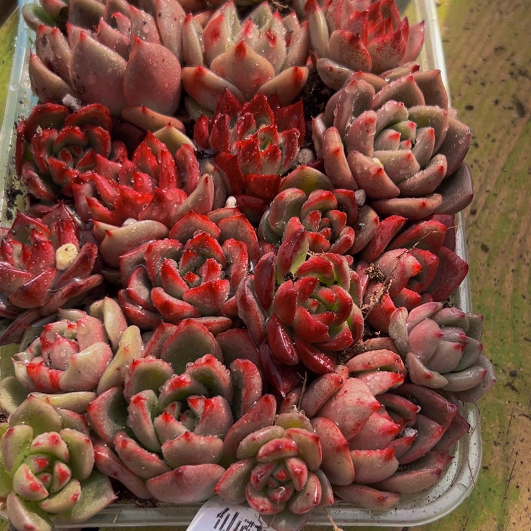 550多肉葡萄的味道是