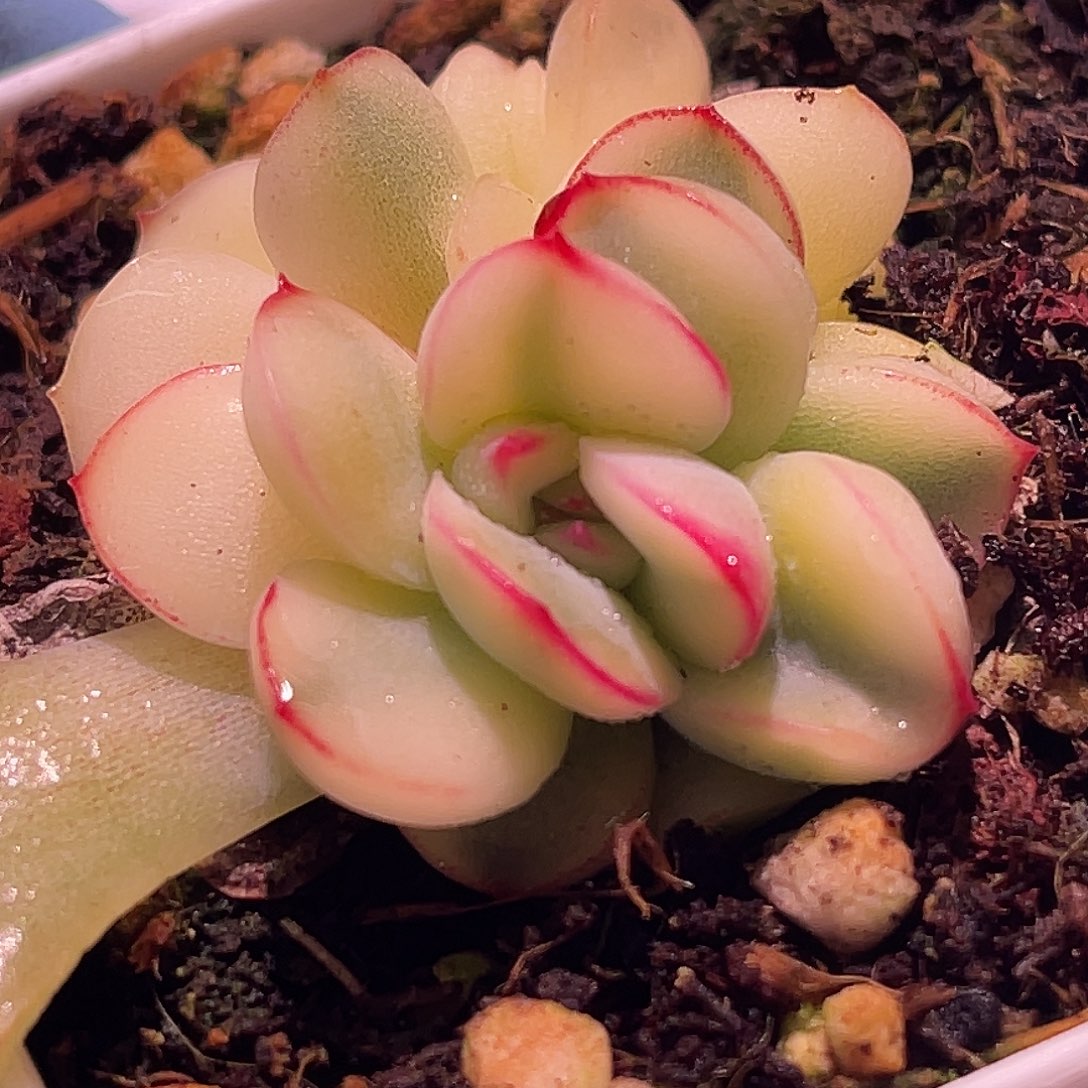 尚品园艺福利锦8482