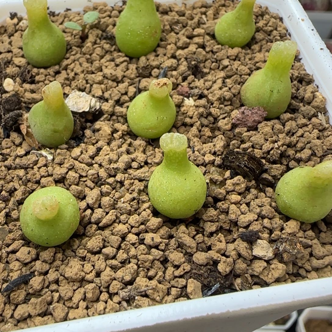 以下一颗2497小葫芦0.8左右