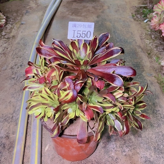550噢佳丽多肉植物