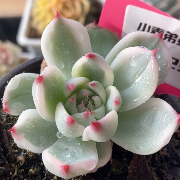 258娃娃好坏哈哈哈哈