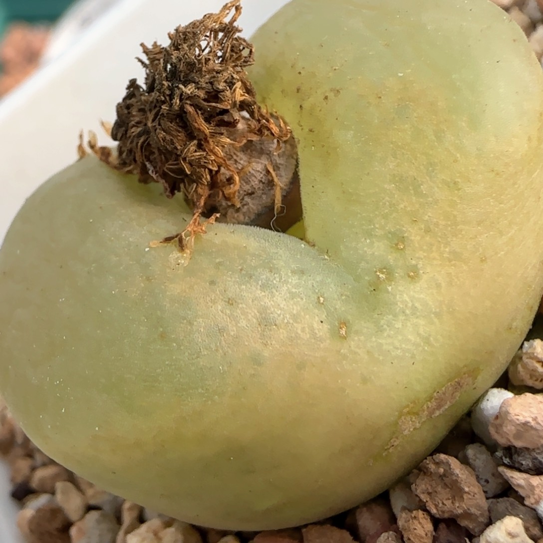 招**寳2.19。7027。18042。带盆