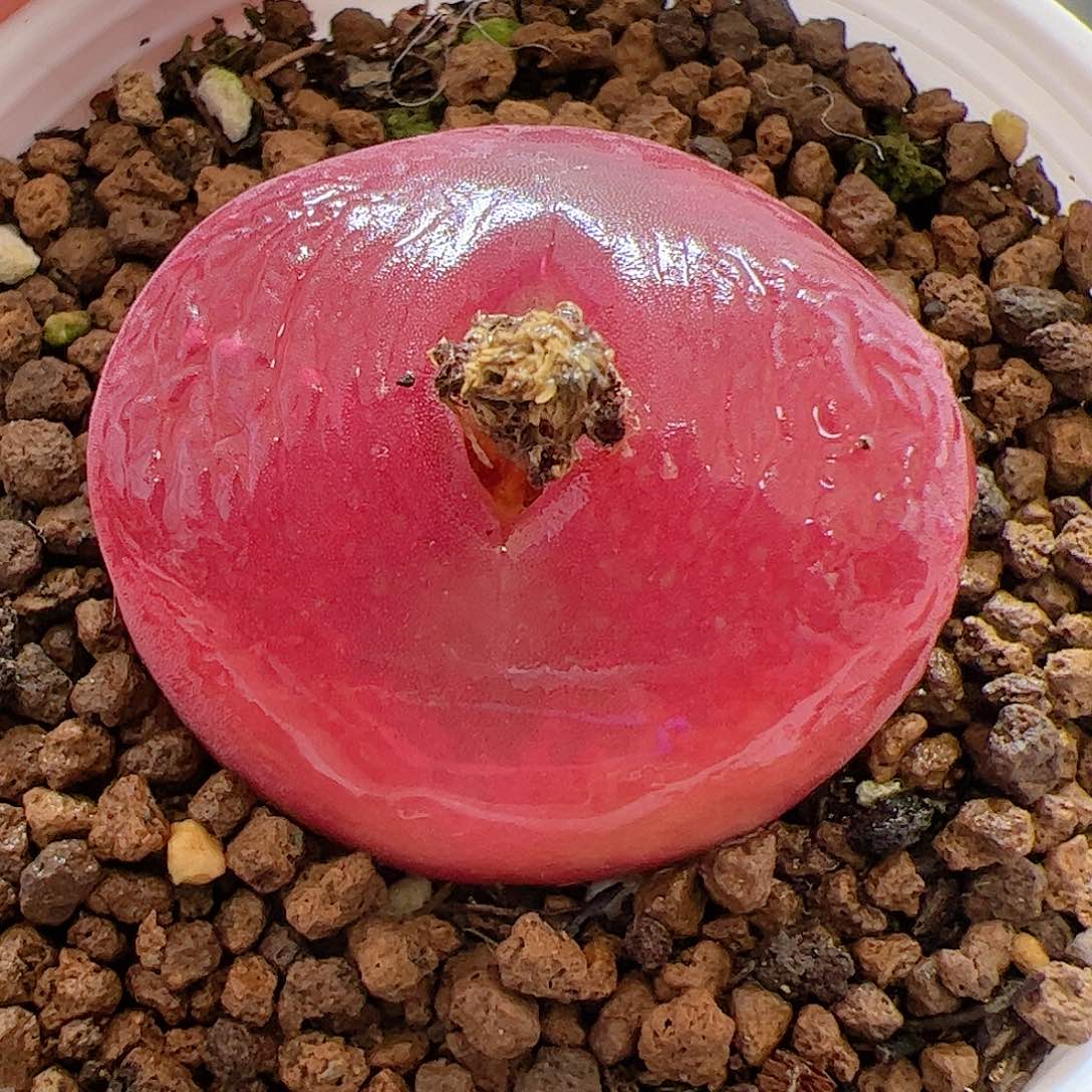 【闪购商品】51 蟠桃