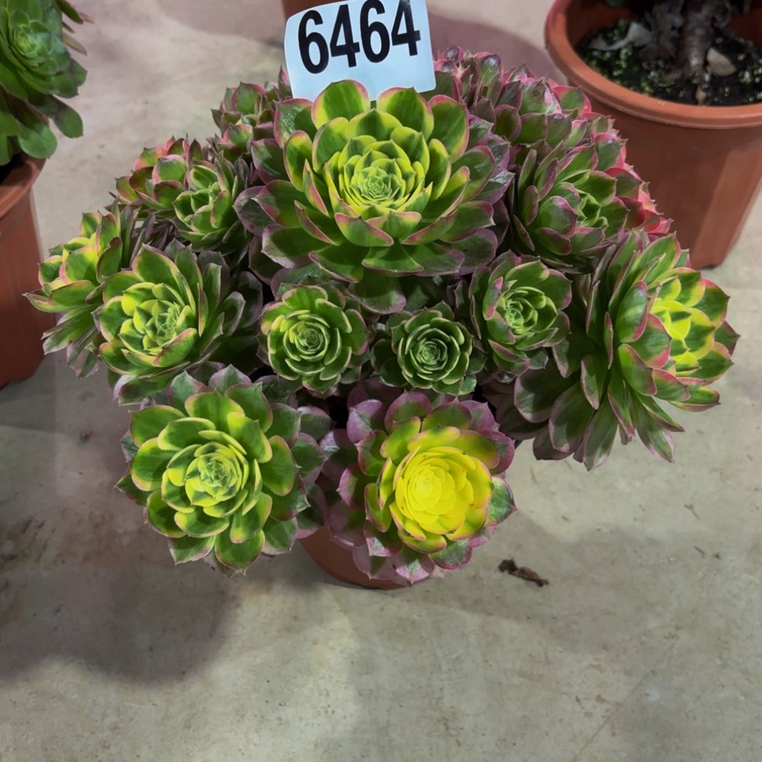 无花朵6464海鲜11111111