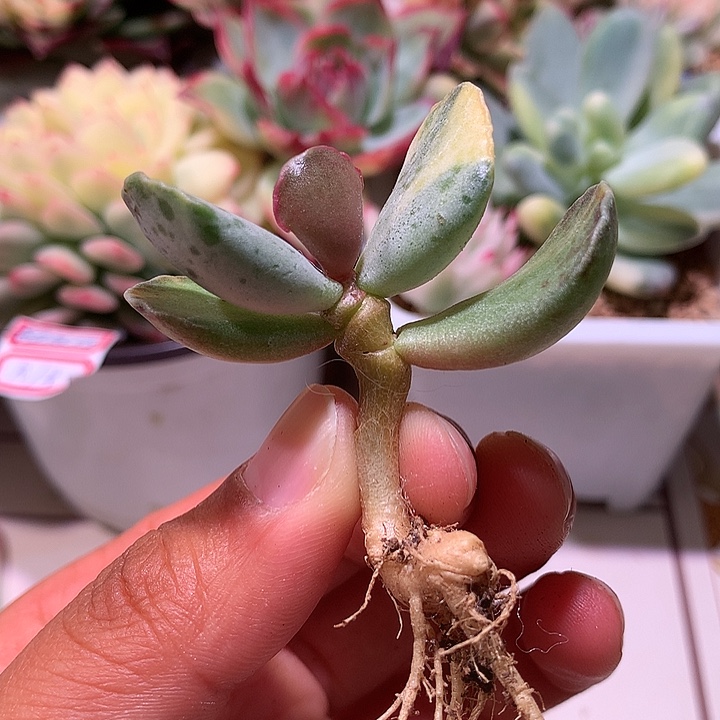 天锦章锦锦锦锦有根