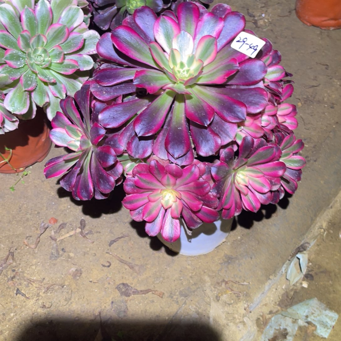 12-29-49美杜莎法师锦