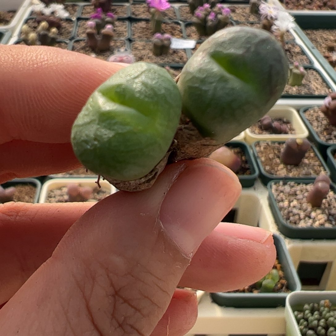 93 好看的多肉冲冲冲