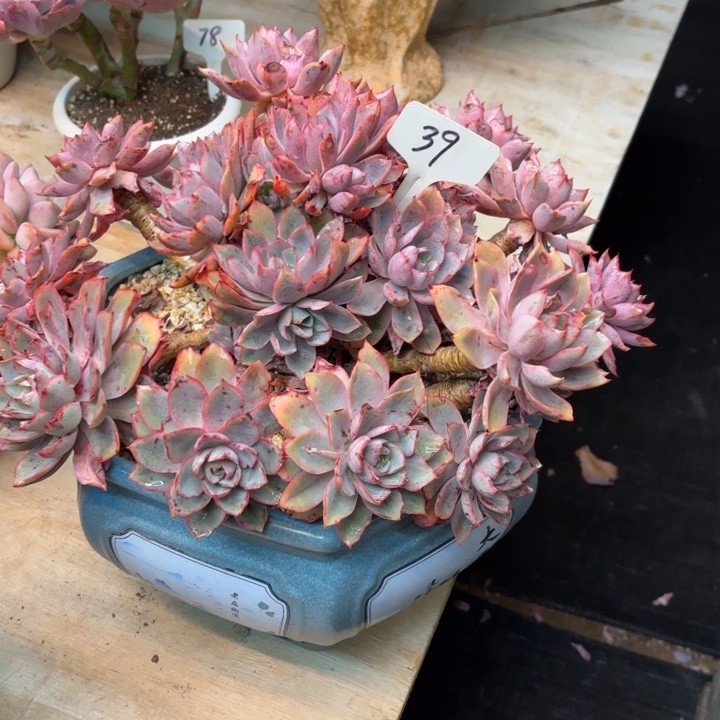 满***号多肉植物，赫拉39号