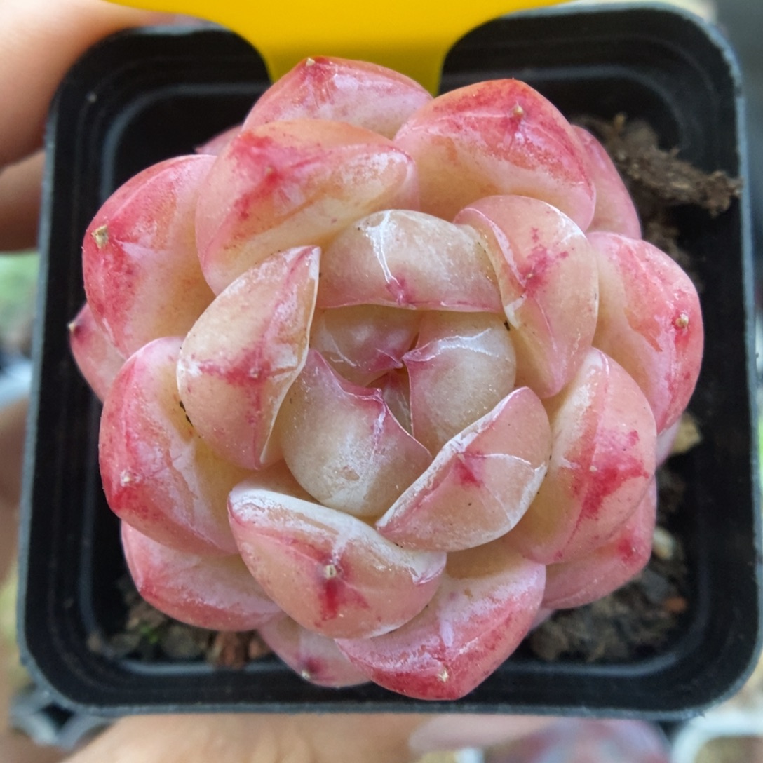 白雪珍妮可拍811号。  