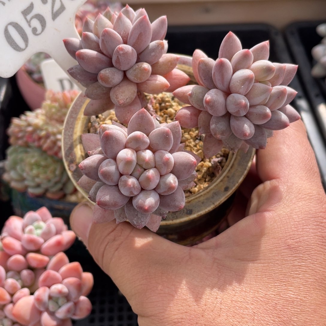 0526红蜻蜓不带盆8厘米