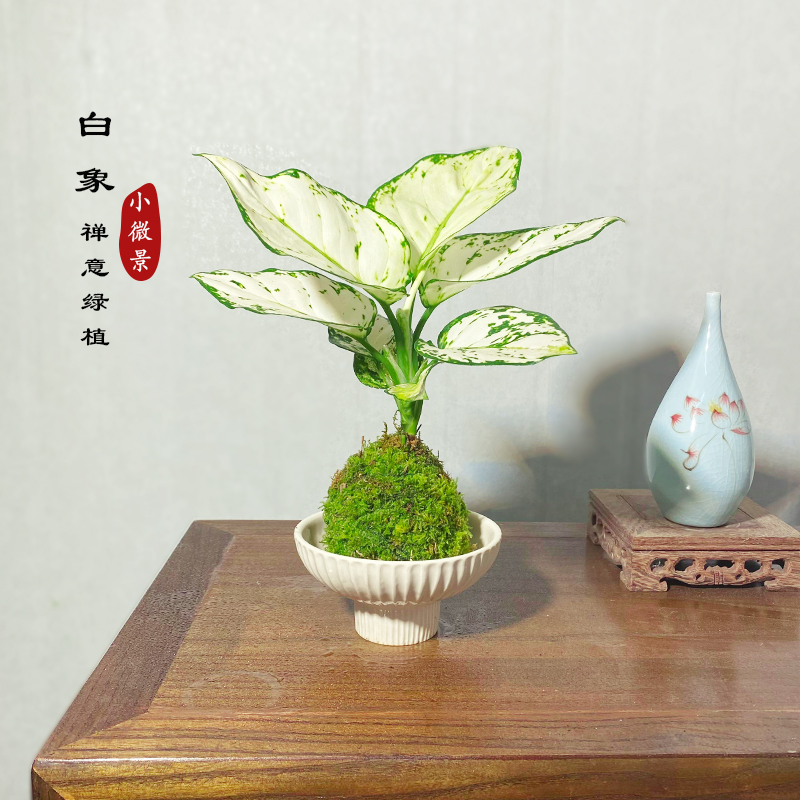 【宏展】白象苔藓球室内耐阴好养桌面禅意植物