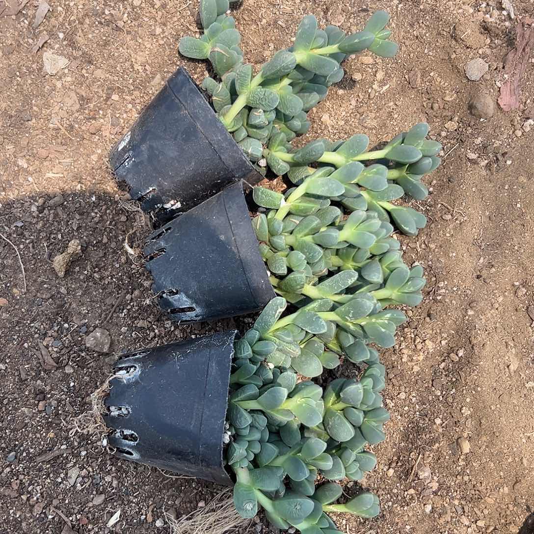 多肉植物三颗鹿角