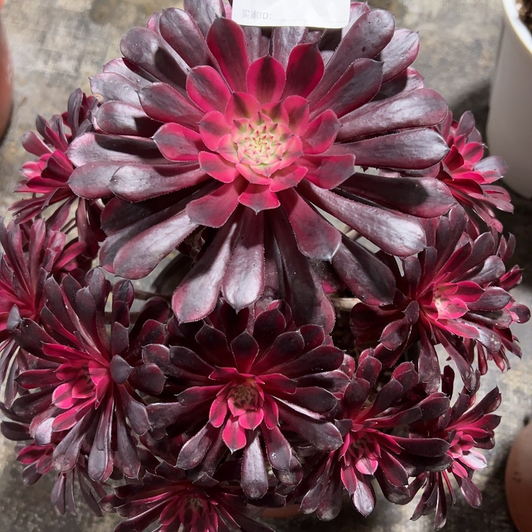 243黒桐白多肉法师