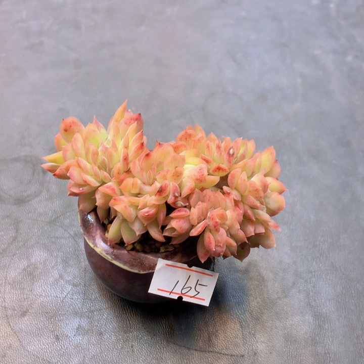 一物一拍满30包邮 165