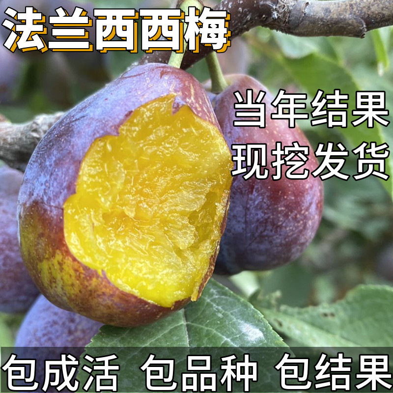法兰西西梅嫁接苗南北方庭院耐寒李子树苗盆栽超大号果苗当年结果