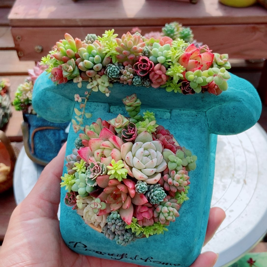 电话多肉只要肉肉