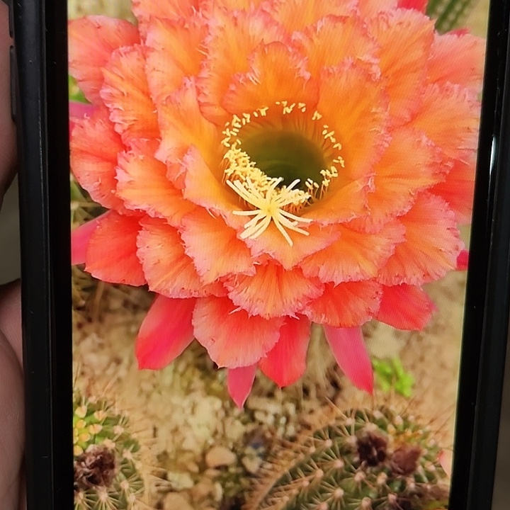 牛牛毛花柱7-8厘米起