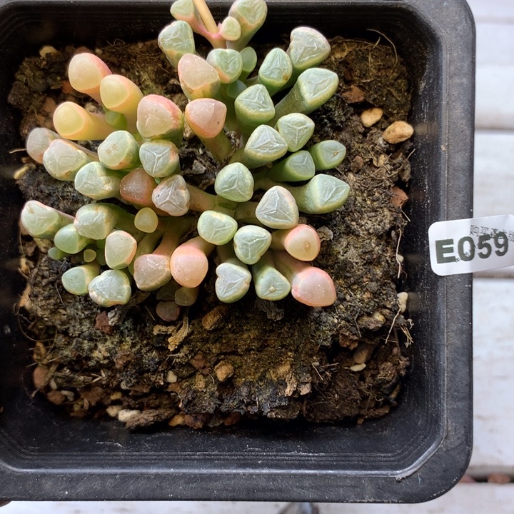 E059一物一拍多肉植物