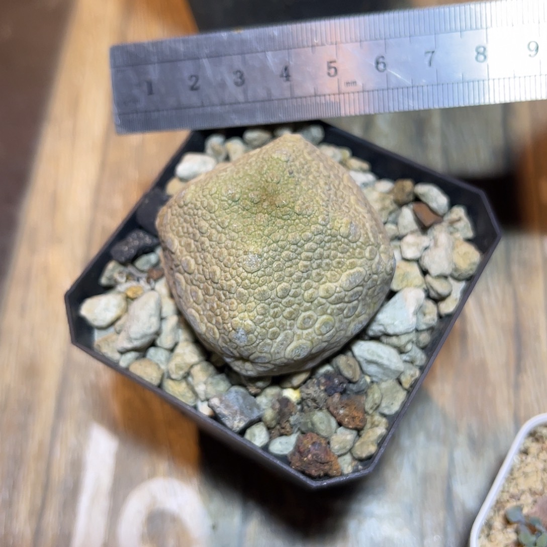 实生四角菱形凝蹄玉