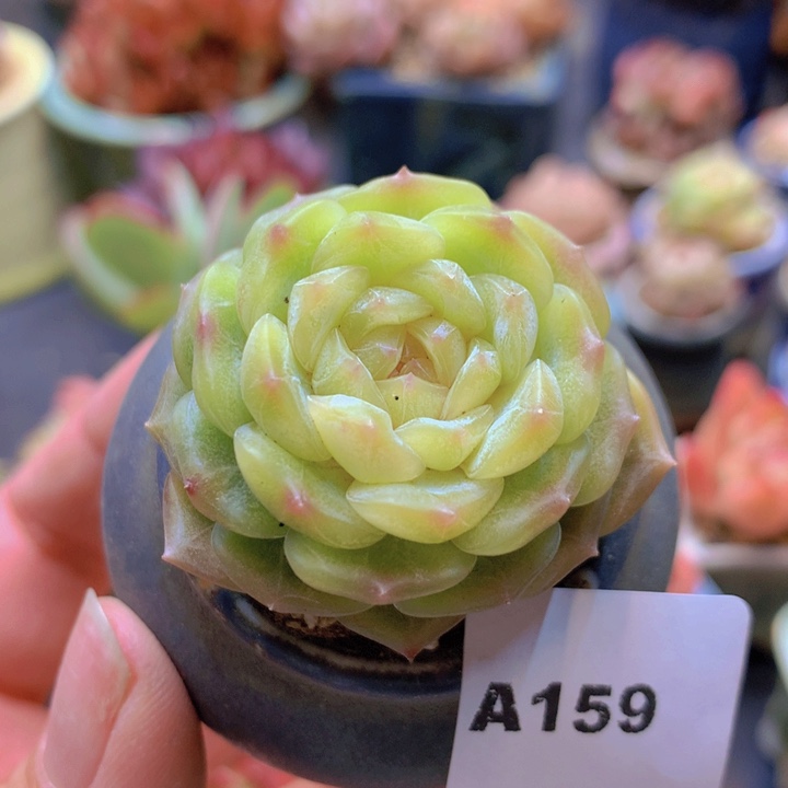 一物一拍含盆土满38包邮A159