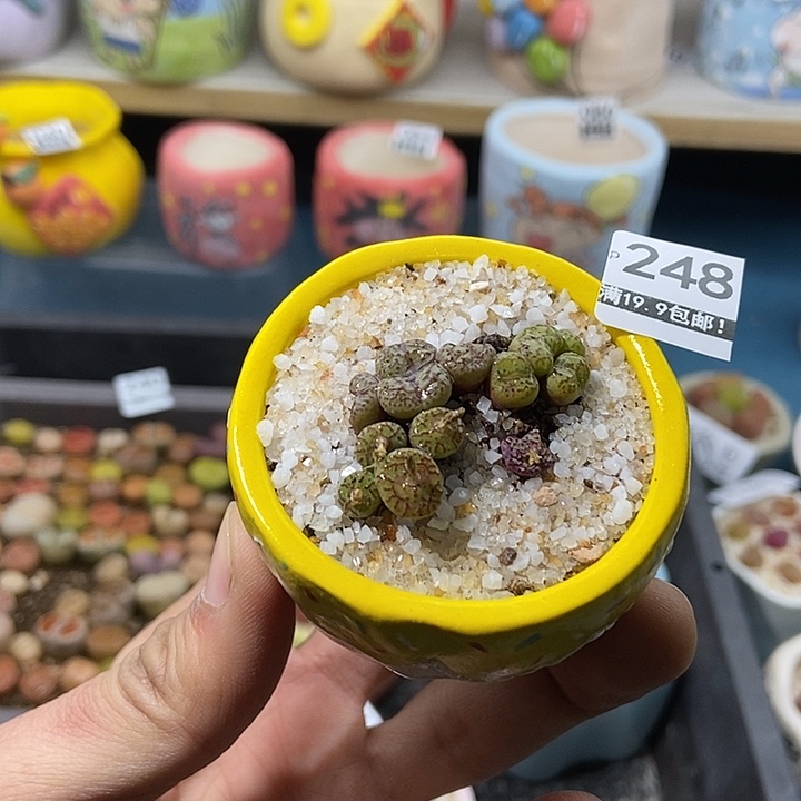 248大舅生石花肉锥