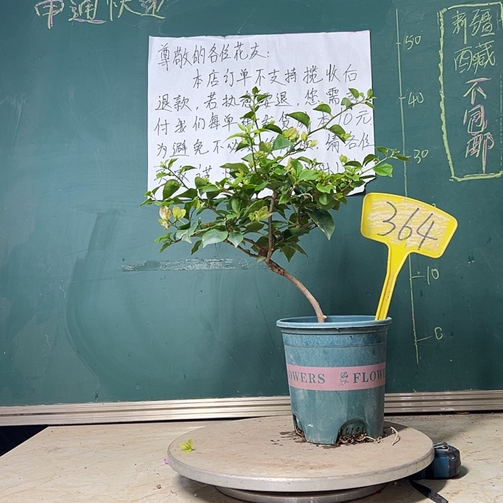 当前无花栽培后可以开花造型 粉可爱 364