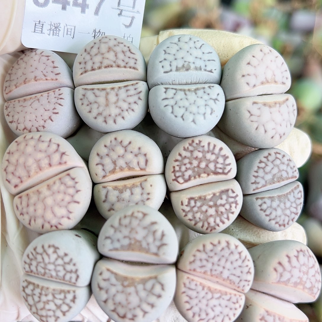 8447 好养易活生石花大母本12个2-2.5cm