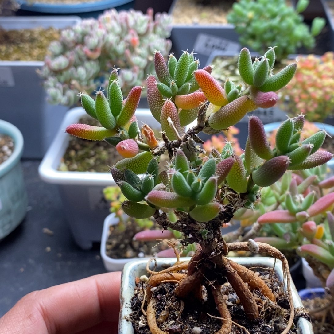 ༺***༻玉米064。          